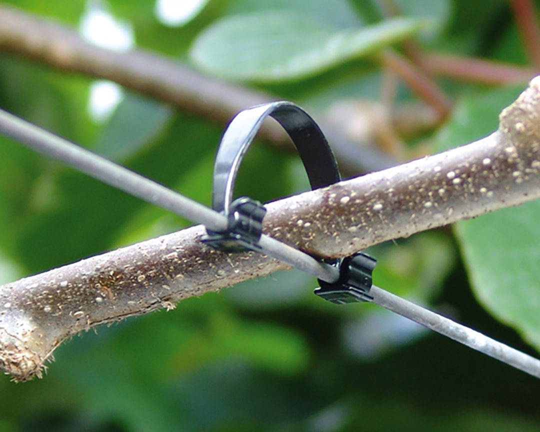 Close up of Klipon's Kiwiklip being used to hold kiwifruit vine close to wire.