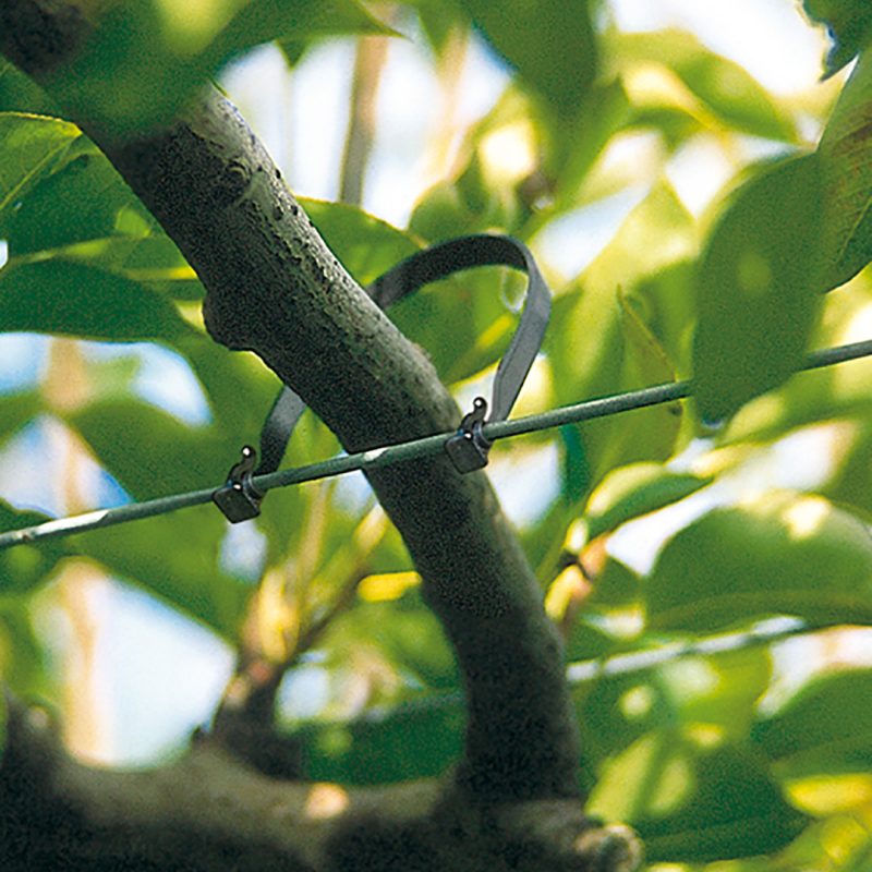 close up of a fruit tree tie being used to hold a fruit tree branch close to wire.