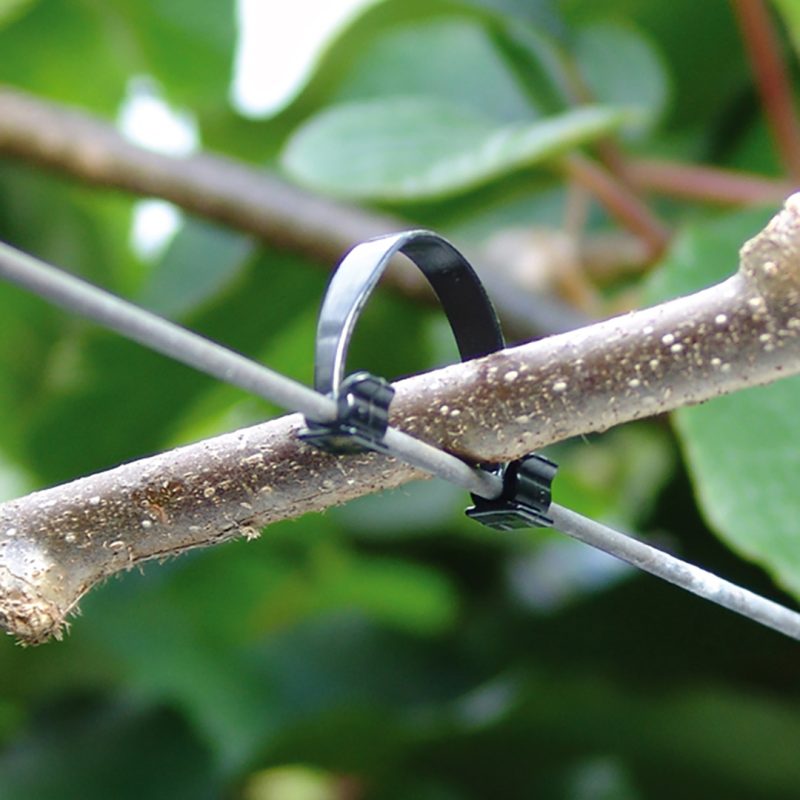 close up of kiwiklip being used to hold a kiwifruit vine close to wire.