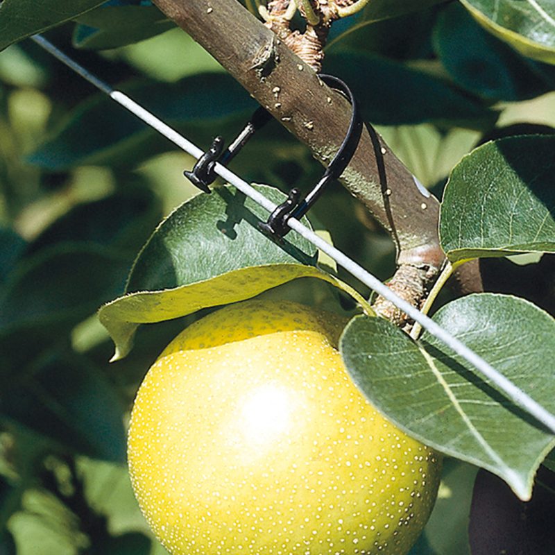 Trellis Tie used in nashi pear orchard